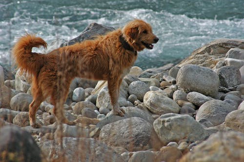 拉布拉多犬在海洋附近 · 免费素材图片