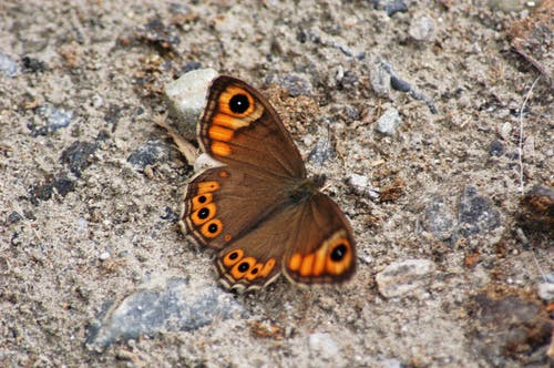 棕色和橙色的蝴蝶 · 免费素材图片