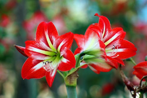 散景的白色和红色的花朵照片 · 免费素材图片