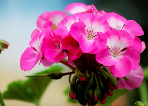 盛开的粉红色花瓣花的特写照片 · 免费素材图片