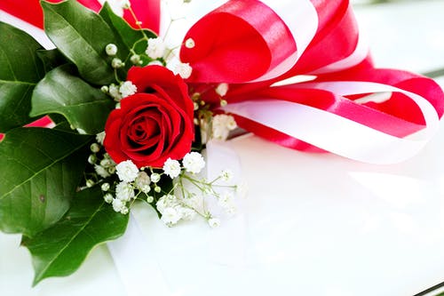 白色表面上的红玫瑰花朵 · 免费素材图片