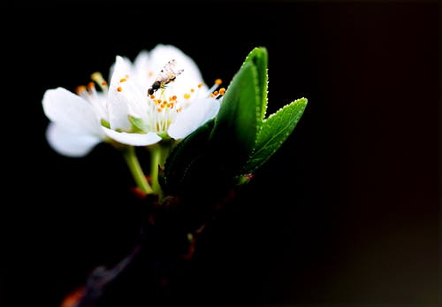 白花微距摄影 · 免费素材图片