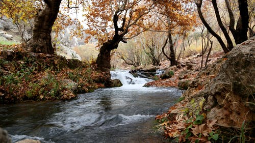 布朗叶树附近森林内河 · 免费素材图片