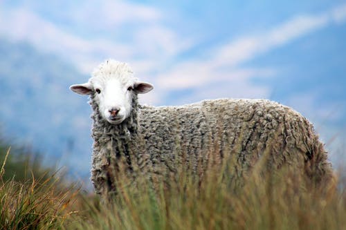 自动对焦摄影在草地上的棕色绵羊 · 免费素材图片