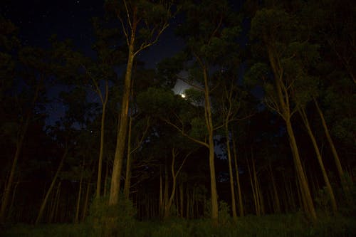 绿叶在夜间林木 · 免费素材图片
