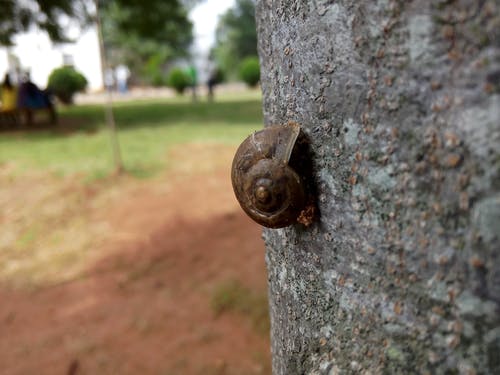 棕色蜗牛在树干上的浅焦点摄影 · 免费素材图片