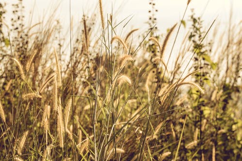 白天草覆盖的田野 · 免费素材图片