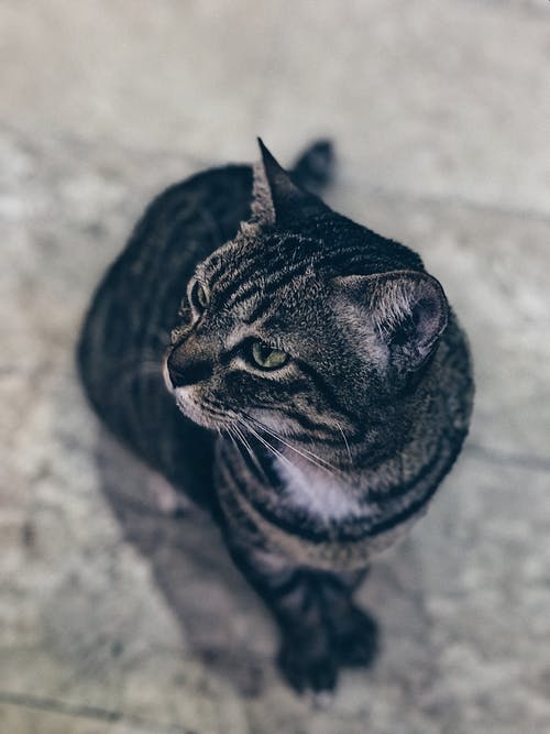 银虎斑猫 · 免费素材图片