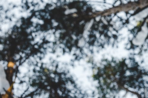 绿树的低角度摄影 · 免费素材图片