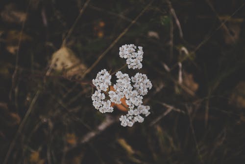 白色簇花 · 免费素材图片