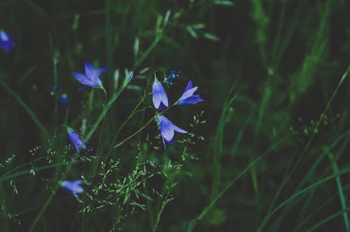 蓝色和白色的花瓣花的选择性照片 · 免费素材图片