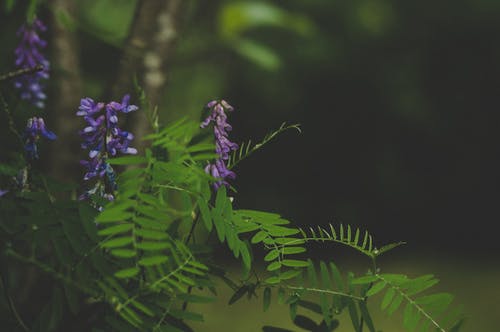 绿色和紫色叶子的植物 · 免费素材图片