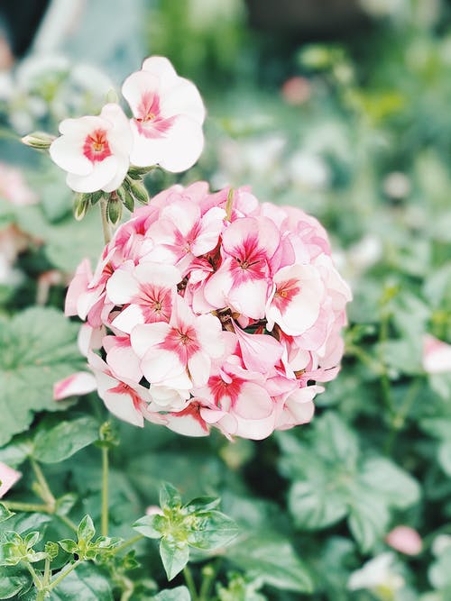 浅照片中的粉红色花朵 · 免费素材图片