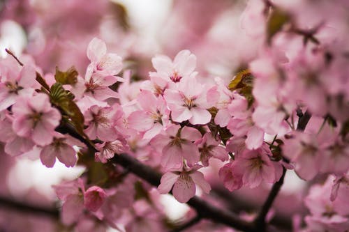 粉红樱花 · 免费素材图片