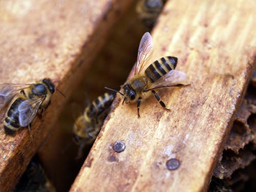 黑与黄蜜蜂的微距摄影 · 免费素材图片