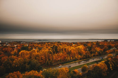 橘树的鸟瞰图 · 免费素材图片