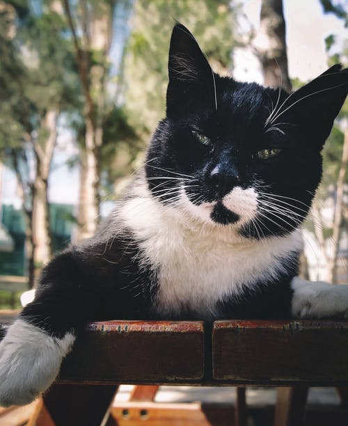 短毛黑白猫 · 免费素材图片