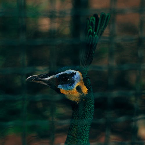 孔雀的特写摄影 · 免费素材图片