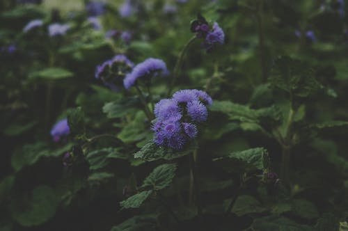紫色的花 · 免费素材图片