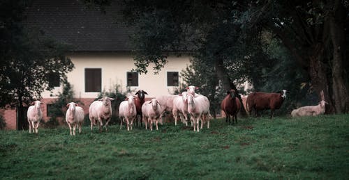 在绿色草地上的白色和棕色羔羊 · 免费素材图片