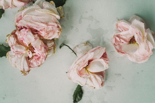 白表上的三个粉红玫瑰 · 免费素材图片