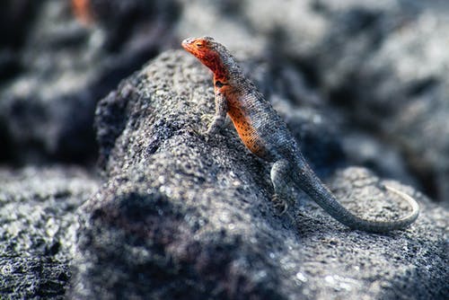 黑蜥蜴在石头上 · 免费素材图片