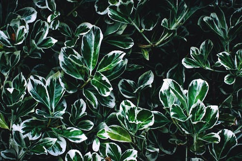 绿色和白色的叶子 · 免费素材图片