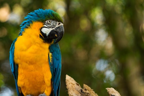 蓝金刚鹦鹉的选择性聚焦摄影 · 免费素材图片