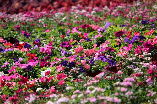粉色，紫色和白色凤仙花植物地 · 免费素材图片
