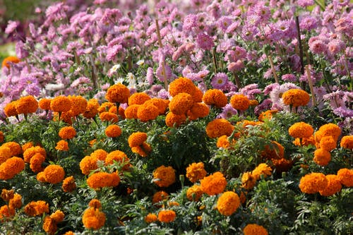 橙色和粉红色的花瓣花 · 免费素材图片
