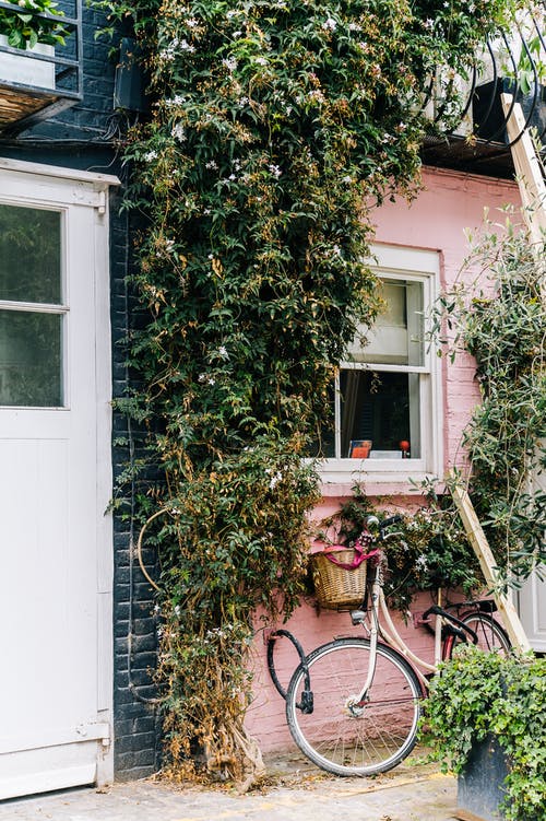 绿叶植物 · 免费素材图片