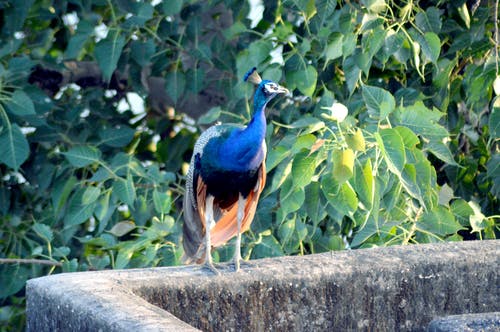 蓝孔雀站在树附近 · 免费素材图片