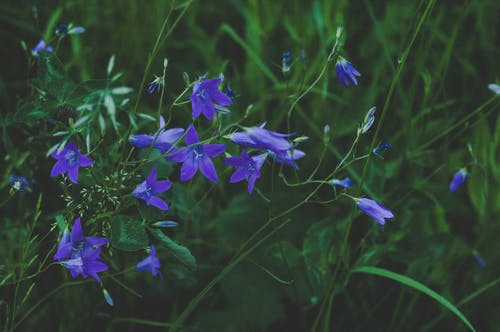 蓝色花的选择性聚焦摄影 · 免费素材图片