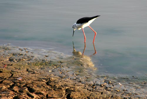 水上摄影上的白色和黑色长喙长腿鸟 · 免费素材图片