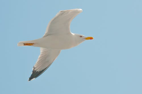 白海鸥在湛蓝的天空下飞 · 免费素材图片