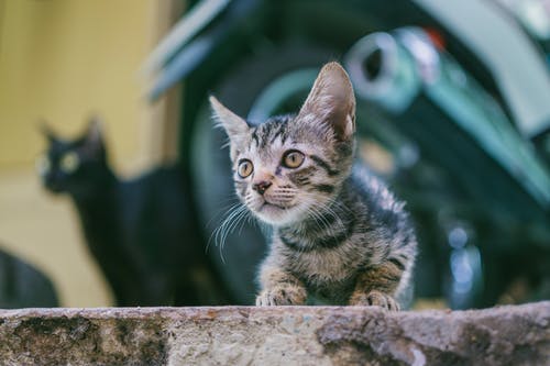 棕色的虎斑小猫，摩托车背景 · 免费素材图片