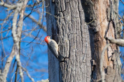 灰色和红色啄木鸟 · 免费素材图片