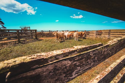 牛群在农场 · 免费素材图片
