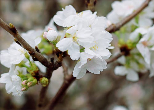 白色的樱花 · 免费素材图片