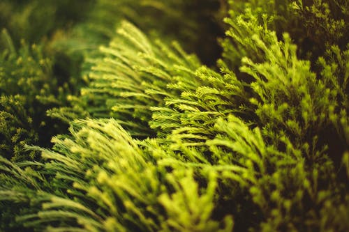 绿色的植物的特写照片 · 免费素材图片