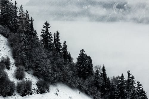 松树和山的灰度照片 · 免费素材图片