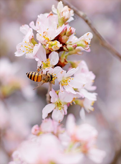 蜜蜂栖息在粉红色和白色的簇花上的特写照片 · 免费素材图片
