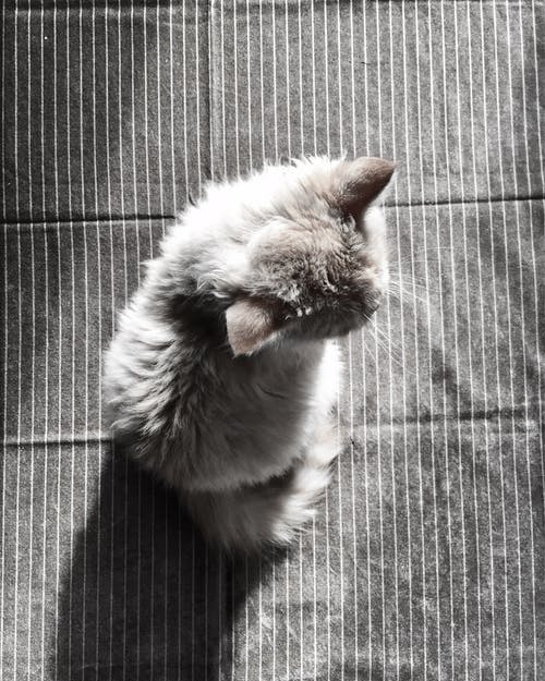 灰色毛皮猫 · 免费素材图片