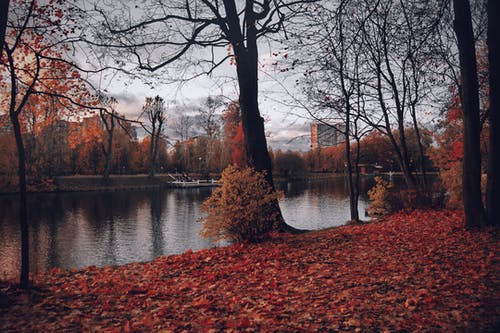秋天期间河附近树木的摄影 · 免费素材图片