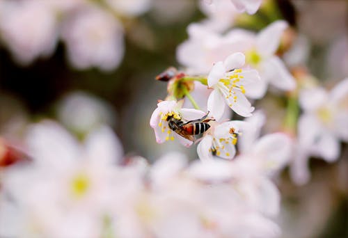 黑色和棕色黄蜂在白色五瓣花上的特写照片 · 免费素材图片
