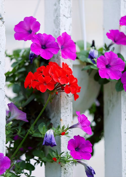 红色和紫色花瓣花 · 免费素材图片