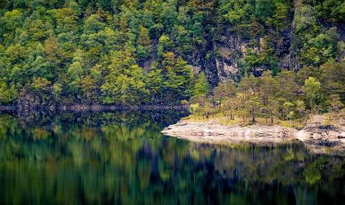 森林风景 · 免费素材图片