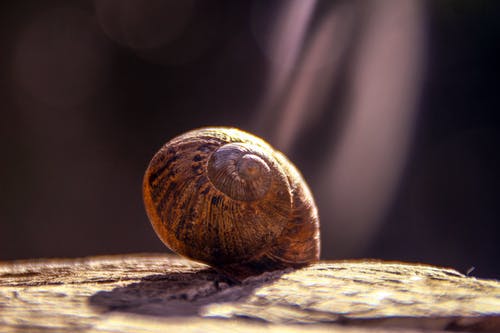 棕色蜗牛的浅焦点摄影 · 免费素材图片
