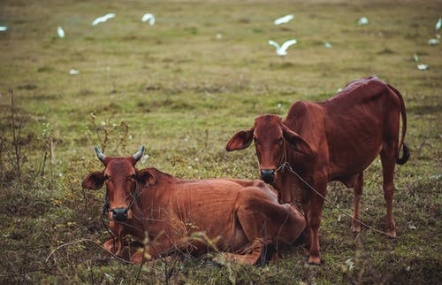 在草地上的两个棕牛 · 免费素材图片