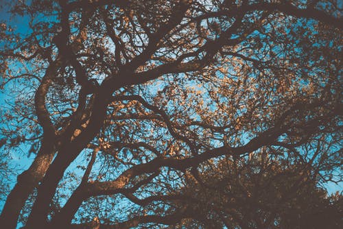 绿叶树的低角度摄影 · 免费素材图片